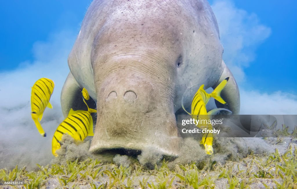 Male Dugong and Golden trevally (Gnathanodon speciosus) feeding on seagrass beds in Red Sea - Marsa Alam - Egypt