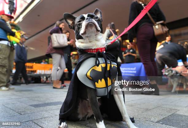 Rockey, a Boston Terrier dressed as Batman, waits to be judged during the annual Doggone Halloween Costume Contest and Parade at Downtown Crossing in...