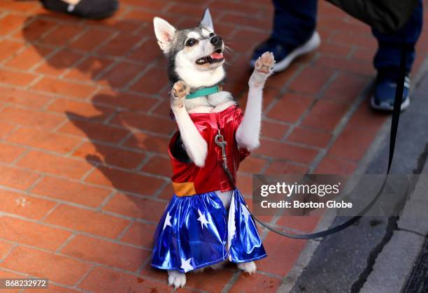 Juno, an Alaskan Klee Kai dressed as Wonder Woman, shows off for the judges during the annual Doggone Halloween Costume Contest and Parade at...