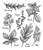 Ink sketch of herbs