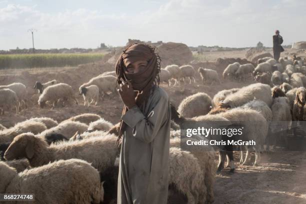 Shepherd stand with his flock of sheep on a road in the western neighborhood of Jazrah on the outskirts of Raqqa on October 30, 2017 in Raqqa, Syria....