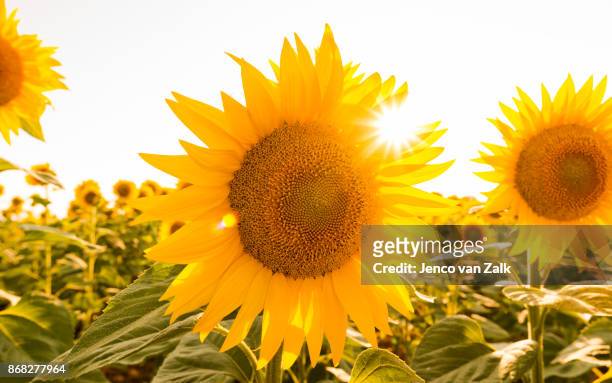 sunflower in the sun - helianthus stock-fotos und bilder