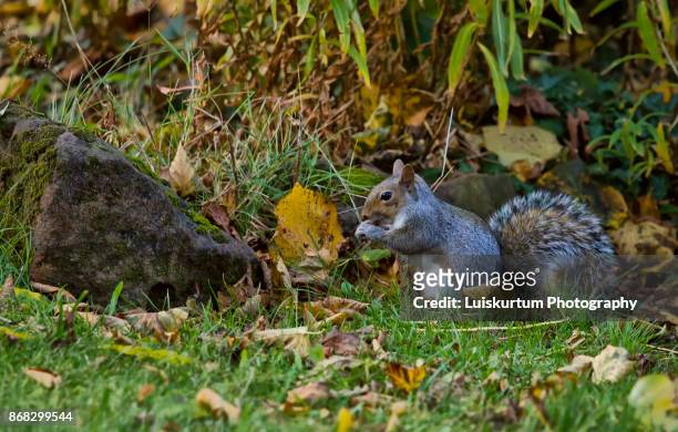 squirrel - fine arts center stock pictures, royalty-free photos & images