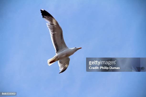black-backed gull in flight (larus marinus) - great black backed gull stock-fotos und bilder
