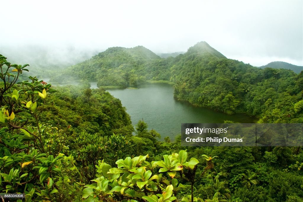 Rainforest and freshwater lake
