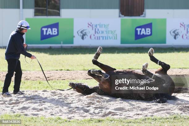 Marmelo takes a roll in the sand during a trackwork session at Werribee Racecourse on October 31, 2017 in Melbourne, Australia.