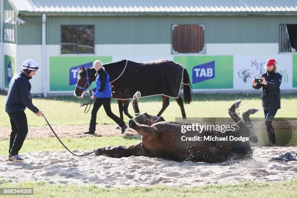 Marmelo takes a roll in the sand during a trackwork session at Werribee Racecourse on October 31, 2017 in Melbourne, Australia.