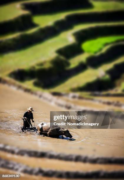 plouging rice terraces with water buffalo high angle view - tilt shift stock pictures, royalty-free photos & images