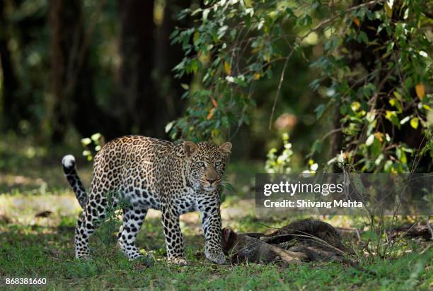 a leopard in masai mara - grote-vijf-wilde-dieren stockfoto's en -beelden
