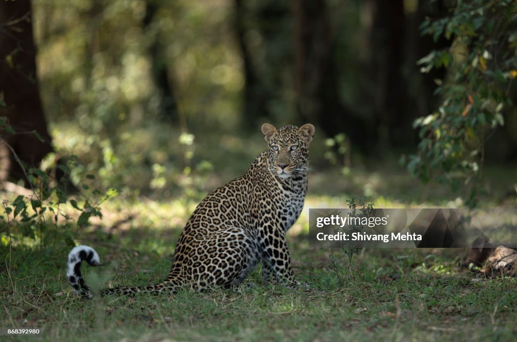 A leopard in Masai Mara