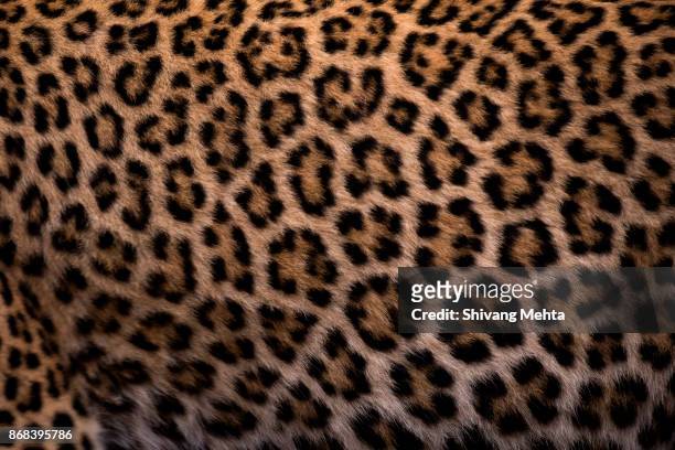 leopard skin - patrón de leopardo fotografías e imágenes de stock