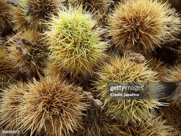 chestnuts inside its protective prickly capsule - thorn like stock pictures, royalty-free photos & images