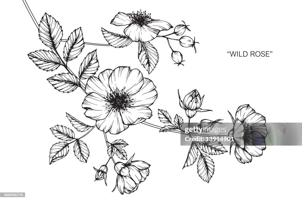 Wild Roses Large Scale Drawing Wild Rose Flower Drawing High-Res Vector Graphic - Getty Images