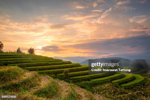 a photographer take a caption of beautiful step of rice teerace during sunset - minoría miao fotografías e imágenes de stock