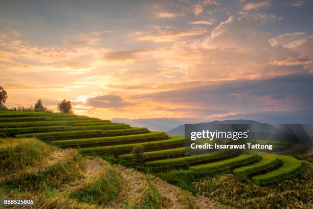 a photographer take a caption of beautiful step of rice teerace during sunset - miao minority stock pictures, royalty-free photos & images