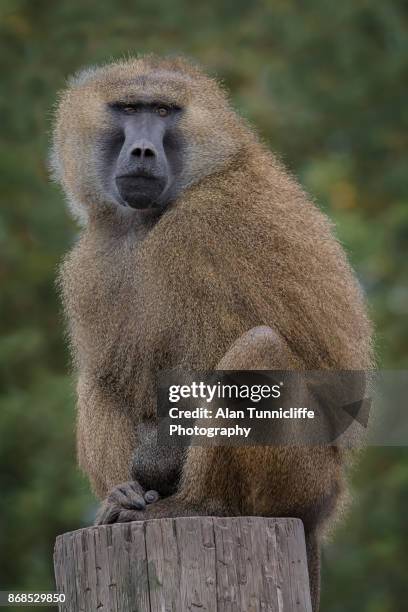 guinea baboon - baboons stock pictures, royalty-free photos & images