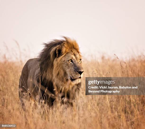 beautiful male lion in golden light in masai mara, kenya - lion africa stock-fotos und bilder