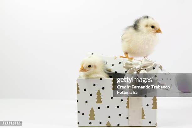 chicks in a gift box - pheasant nest stock pictures, royalty-free photos & images