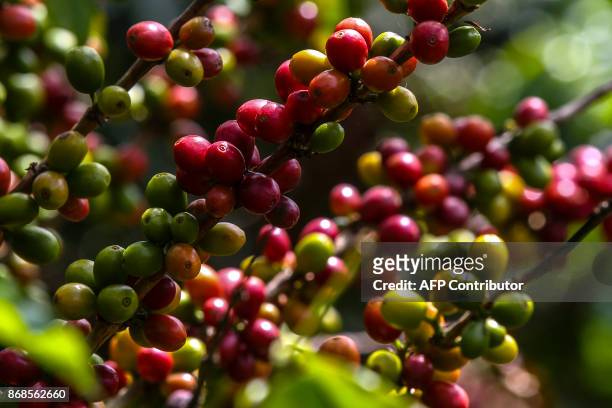 Coffee plant grows at a plantation in the mountainous area near Ciudad Bolivar, Antioquia department, Colombia on October 18, 2017. October is the...