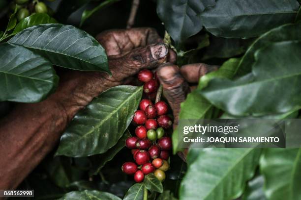 Coffee picker collects coffee in the mountains near Ciudad Bolivar, Antioquia department, Colombia on October 18, 2017. October is the peak of the...