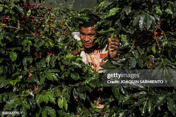 Zenu indigenous man from Tuchin, northern Colombia, works as a coffee picker in the mountainous area near Ciudad Bolivar, Antioquia department,...