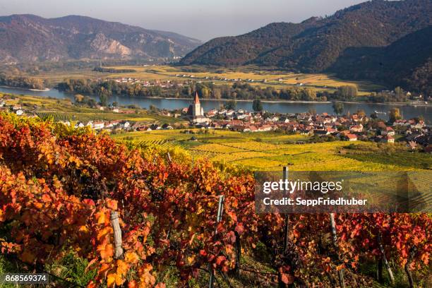 weissenkirchen an der donau, vineyard in golden autumn - river danube stock pictures, royalty-free photos & images