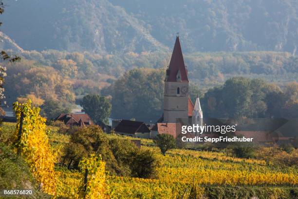 weissenkirchen an der donau, vineyard in golden autumn - weinreben stock pictures, royalty-free photos & images