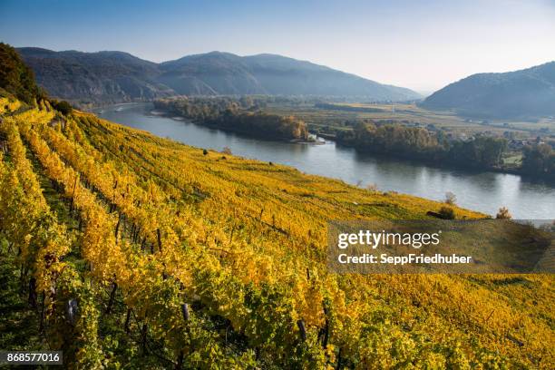 wachau an der donau, vineyard in golden autumn - weinreben stock pictures, royalty-free photos & images