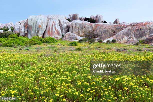 風景與岩石形成, 野花並且 fynbos, 西海�岸國家公園, 南非 - fynbos 個照片及圖片檔