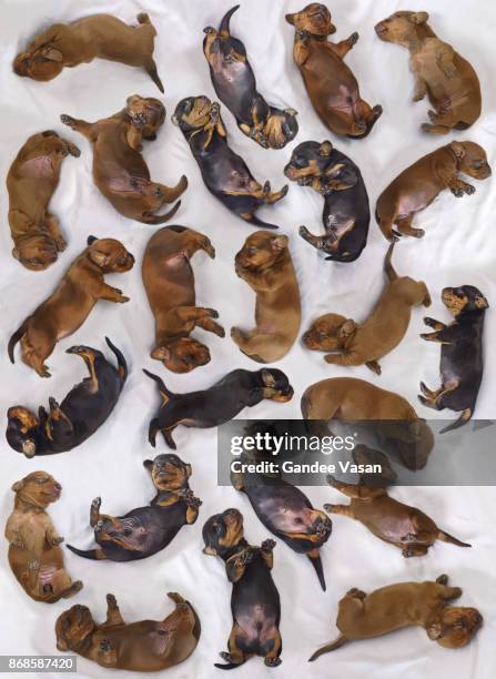 sleeping dashchund puppies - gandee stock pictures, royalty-free photos & images