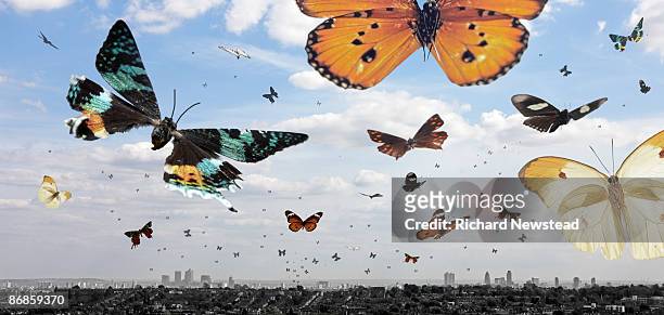 butterflies... - swarm of insects stock pictures, royalty-free photos & images