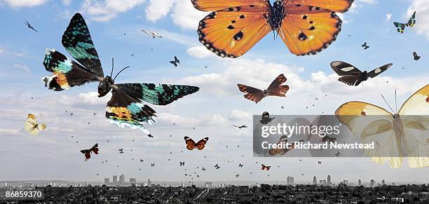 butterflies... - swarm of insects stock pictures, royalty-free photos & images