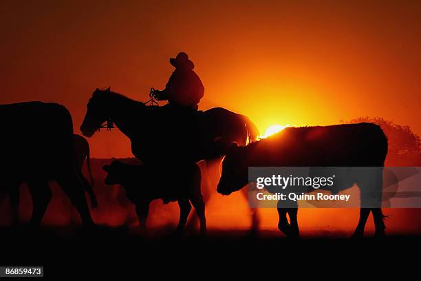 The sun rises behind a drover as he heards cattle during the Great Australian Cattle Drive preview on May 7, 2009 in Oodnadatta, Australia. The Great...