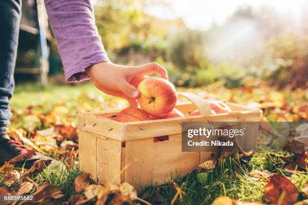apples in garden - fall harvest stock pictures, royalty-free photos & images