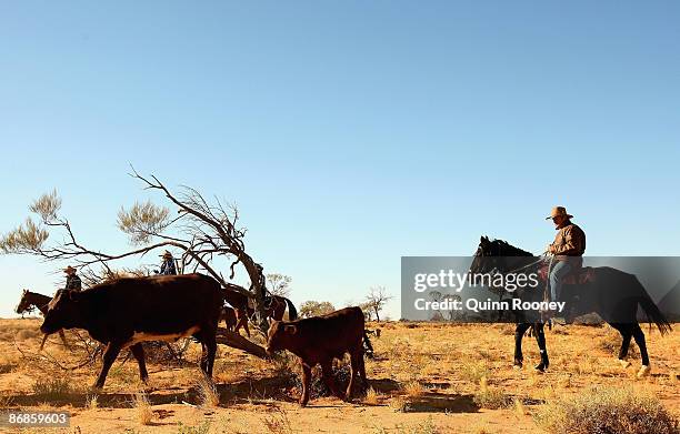 Cattle is droved across the outback during the Great Australian Cattle Drive preview on May 7, 2009 in Oodnadatta, Australia. The Great Australian...