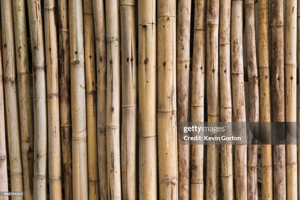 Bamboo Fence