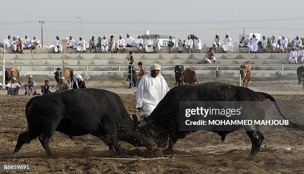Omanis watch a bullfight in the area of Barka, 100 kms northwest of Muscat, on May 8, 2009. AFP PHOTO/MOHAMMED MAHJOUB