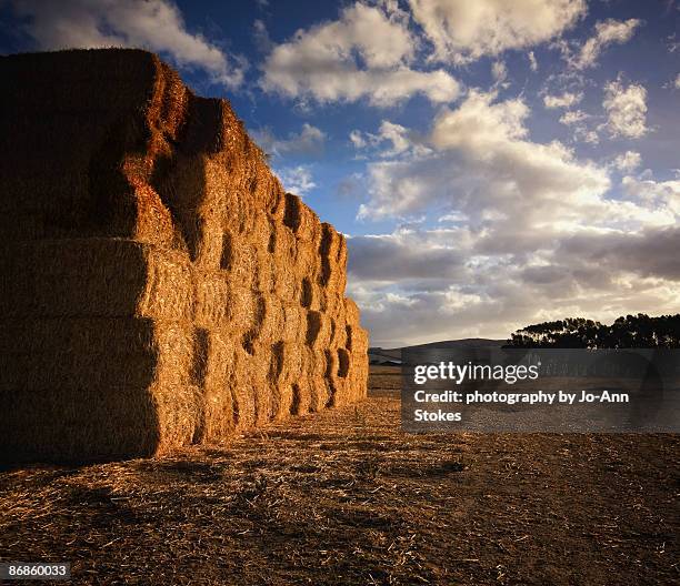 Digging Needle Hay Stack Hay Stack Needle Photos and Premium High Res Pictures - Getty Images