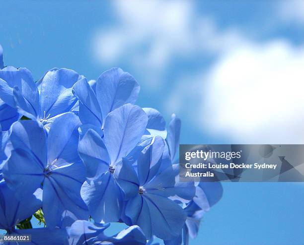 plumbago against the sky - plumbago stock pictures, royalty-free photos & images