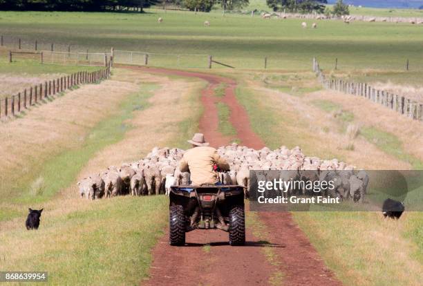 young sheep farmer out on land. - farmer australia ストックフォトと画像