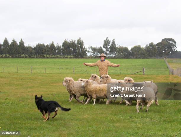 young sheep farmer out on land. - australische herder stock-fotos und bilder