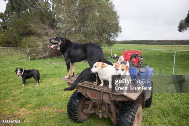 various farm dogs on avt car in field. - car pet barrier stock pictures, royalty-free photos & images