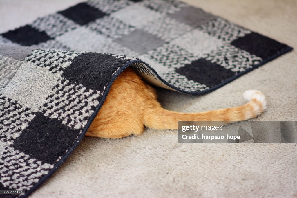 Cat hiding under a rug.