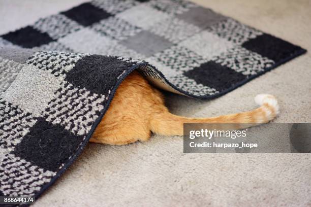 cat hiding under a rug. - 尾 ストックフォトと画像