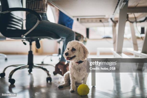 dog in the office - dog on wooden floor stock pictures, royalty-free photos & images