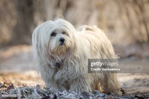 hund im winter - bichon stock pictures, royalty-free photos & images