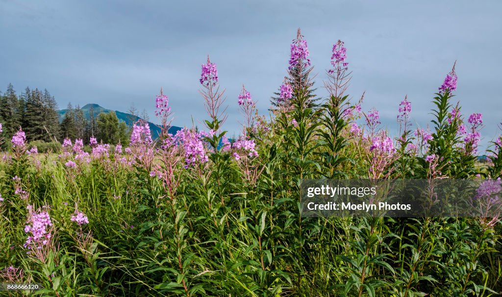 Fireweed Along the Road