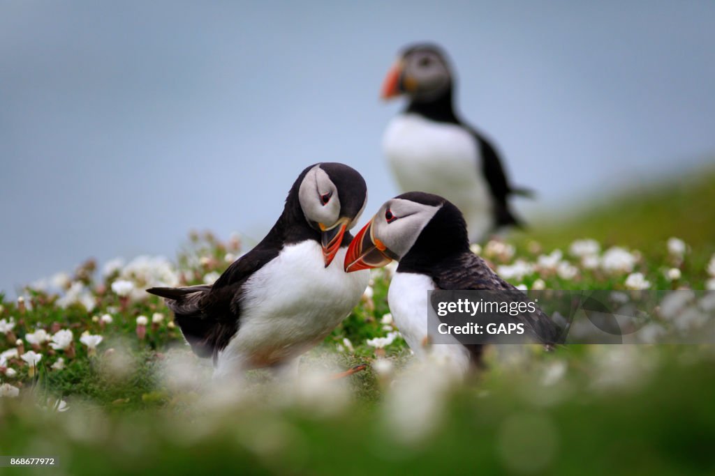 Group of puffins