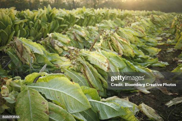 how hard is it to grow tobacco Growing Tobacco on a Small Scale how hard is it to grow tobacco Growing Tobacco on a Small Scale