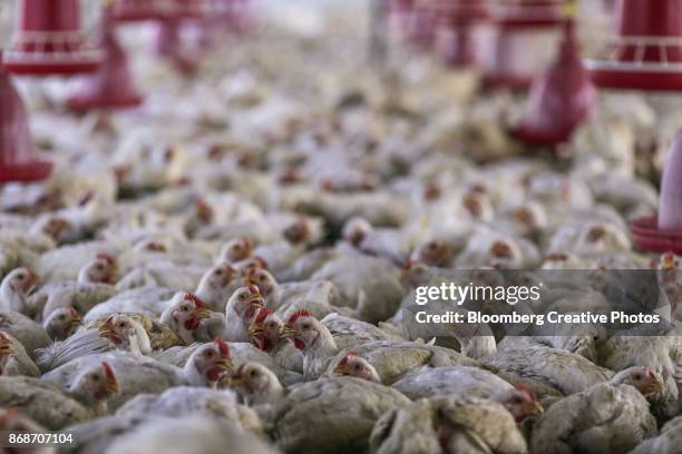 the poultry industry in india - poultry stock pictures, royalty-free photos & images